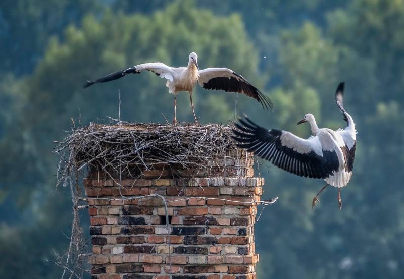 Expert Chimney Animal Removal in Roosevelt Gardens, FL Professional Chimney Animal Removal Services in Roosevelt Gardens, Florida