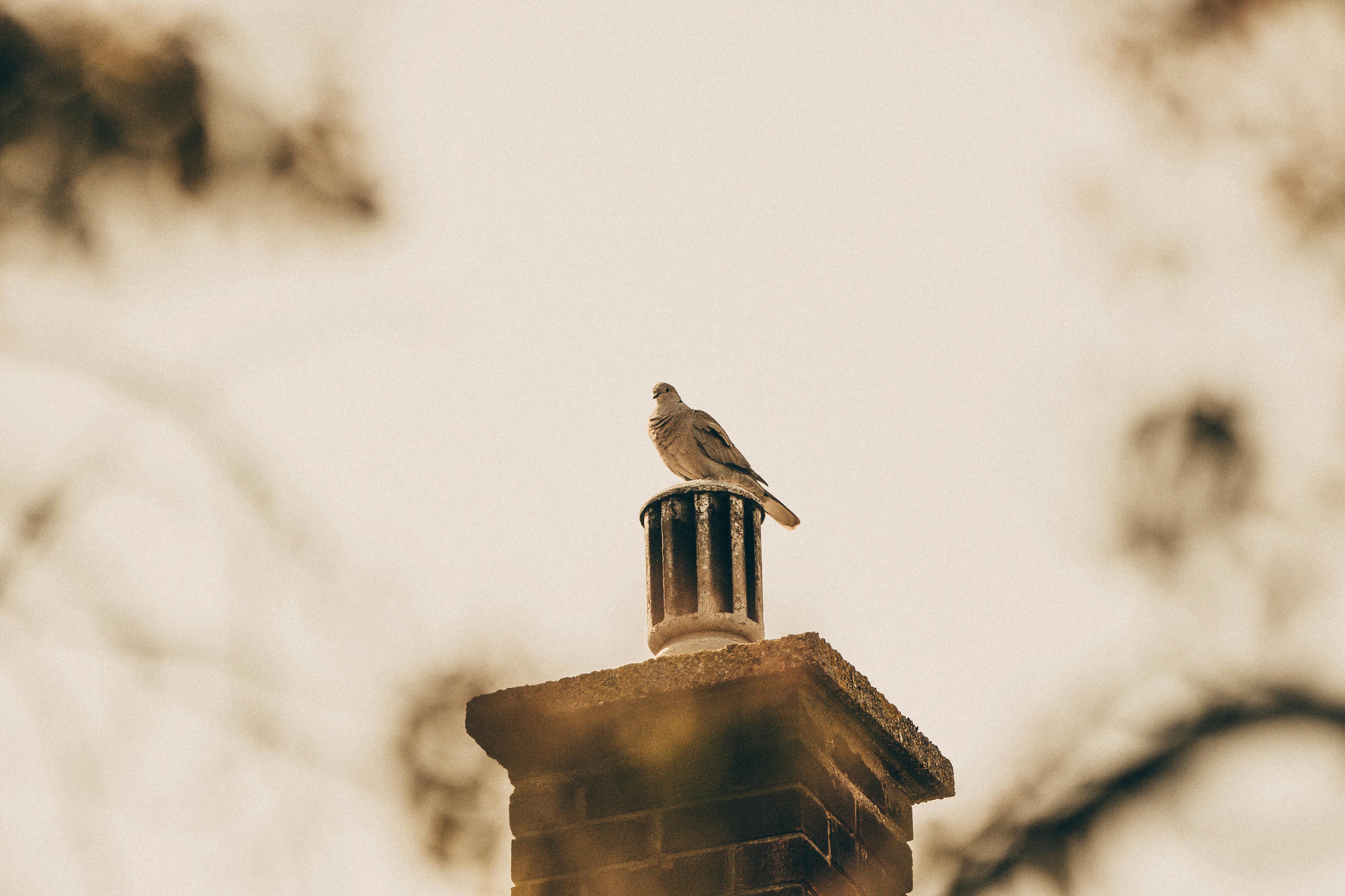 Professional Chimney Cap Installation Services in Roosevelt Gardens, FL Expert Chimney Cap Installation in Roosevelt Gardens, Florida